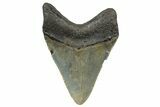 Serrated, Fossil Megalodon Tooth - North Carolina #298913-1